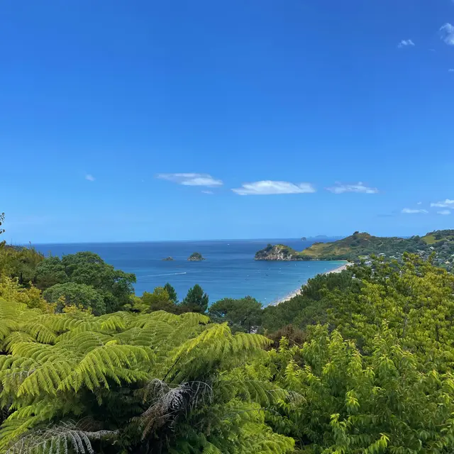 Thames-Coromandel District, New Zealand / Aotearoa — 8 Jan 2025, 00:01:56 UTC