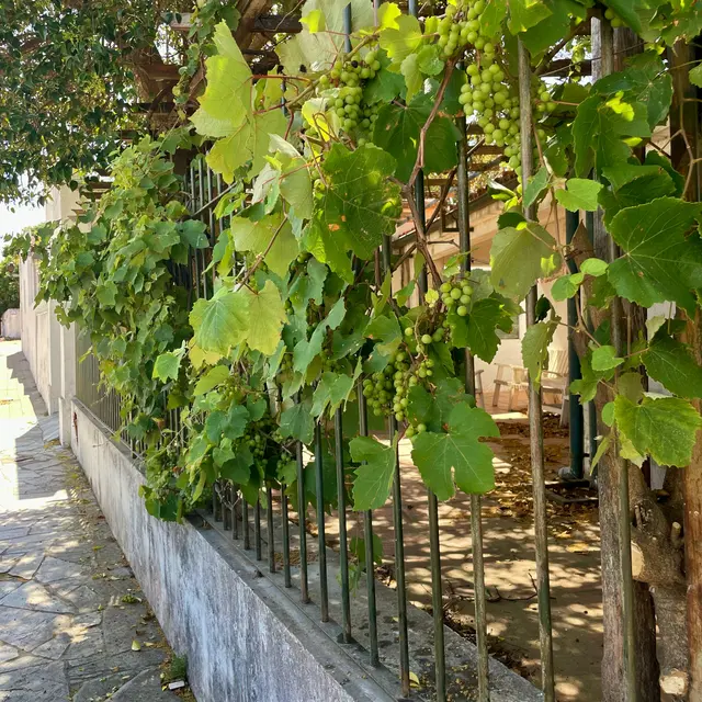 Colonia del Sacramento, Uruguay — 1 Jan 2026, 13:31:27 UTC
